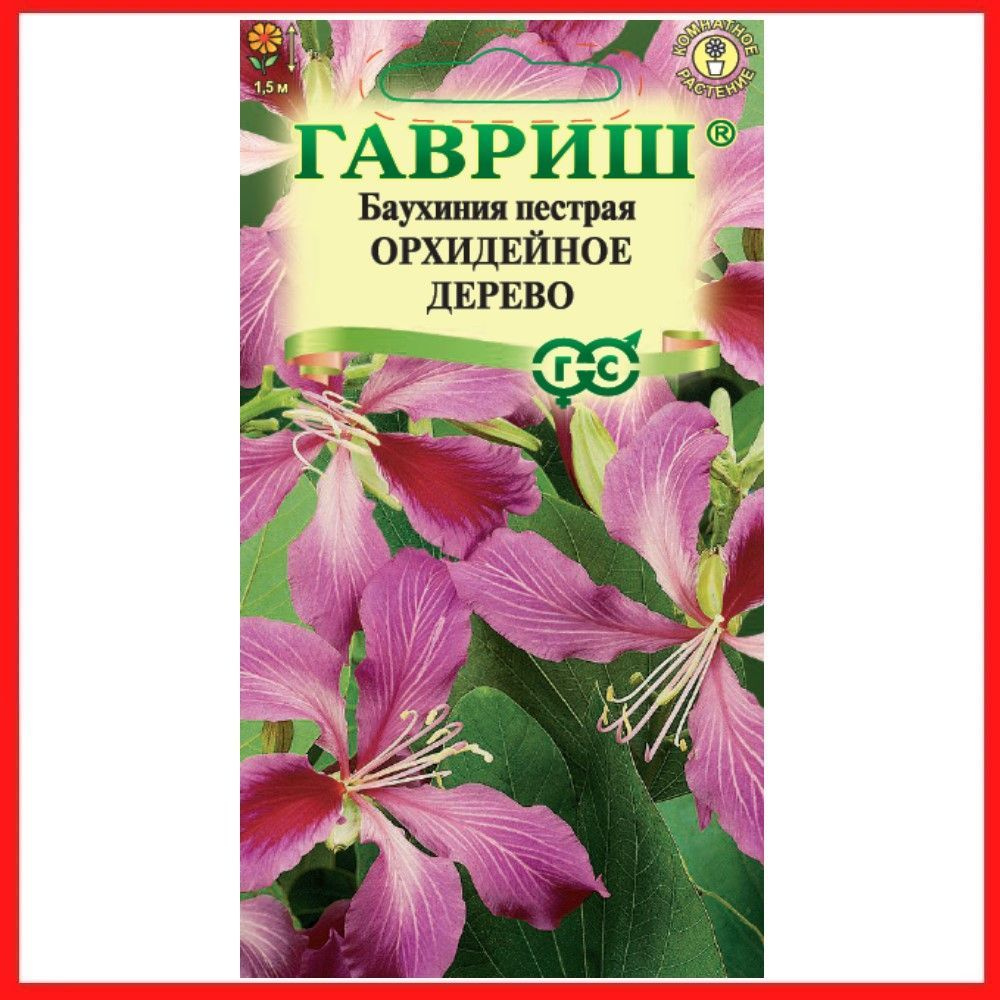 Баухиния Орхидейное дерево, 3 шт., купить в интернет магазине спа-гармония.рф