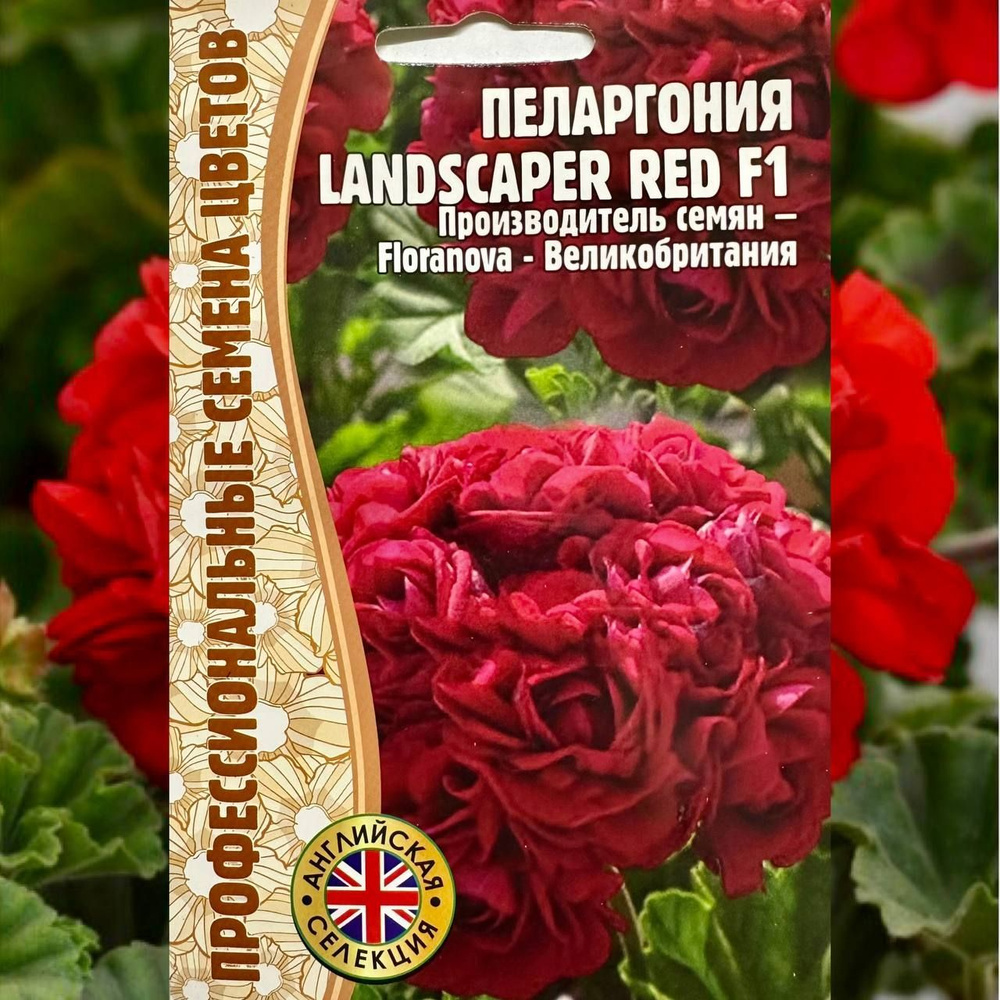 Пеларгонии (Герань) многолетних цветов для дома и сада Пеларгония  Landscaper Red герань многолетник - купить по выгодным ценам в  интернет-магазине OZON (1069368432)