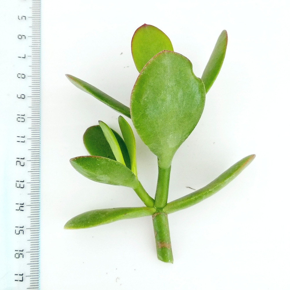 Черенок Денежное дерево, крассула овата (Crassula ovata)