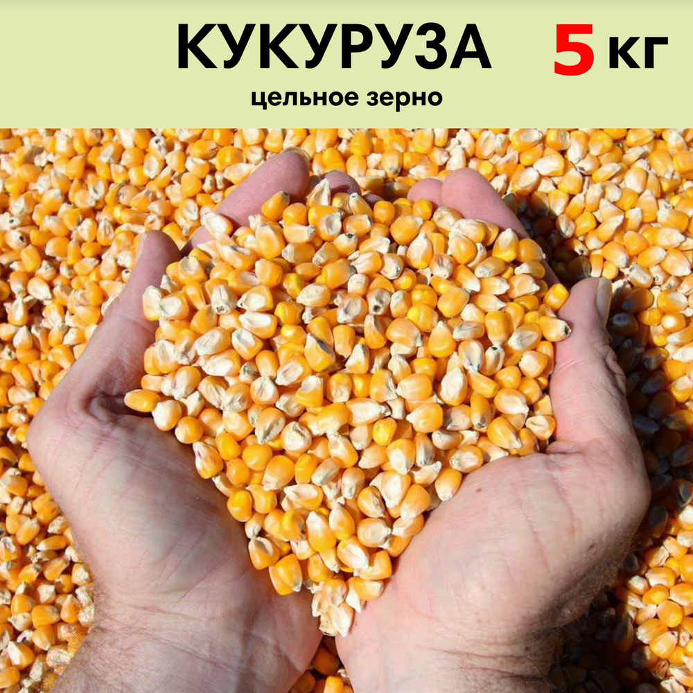 Кукуруза кормовая сухая цельное зерно 5 кг