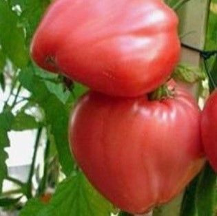 Томат Бычье Сердце розовый, семена 10 штук #1