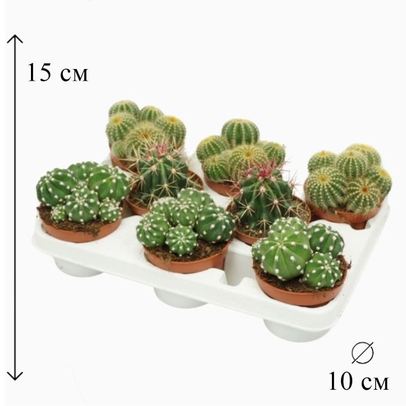 Кактус Микс D-10 см, 10 дм, 1 шт - купить по выгодной цене в интернет ...