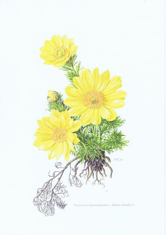 Адонис (горицвет) весенний (черногорка, стародубка). Антикварная офсетная литография. Германия, 1970 #1