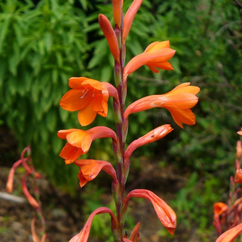 Семена Ватсония Пилланса (Watsonia pillansii) Семена 5 штук #1