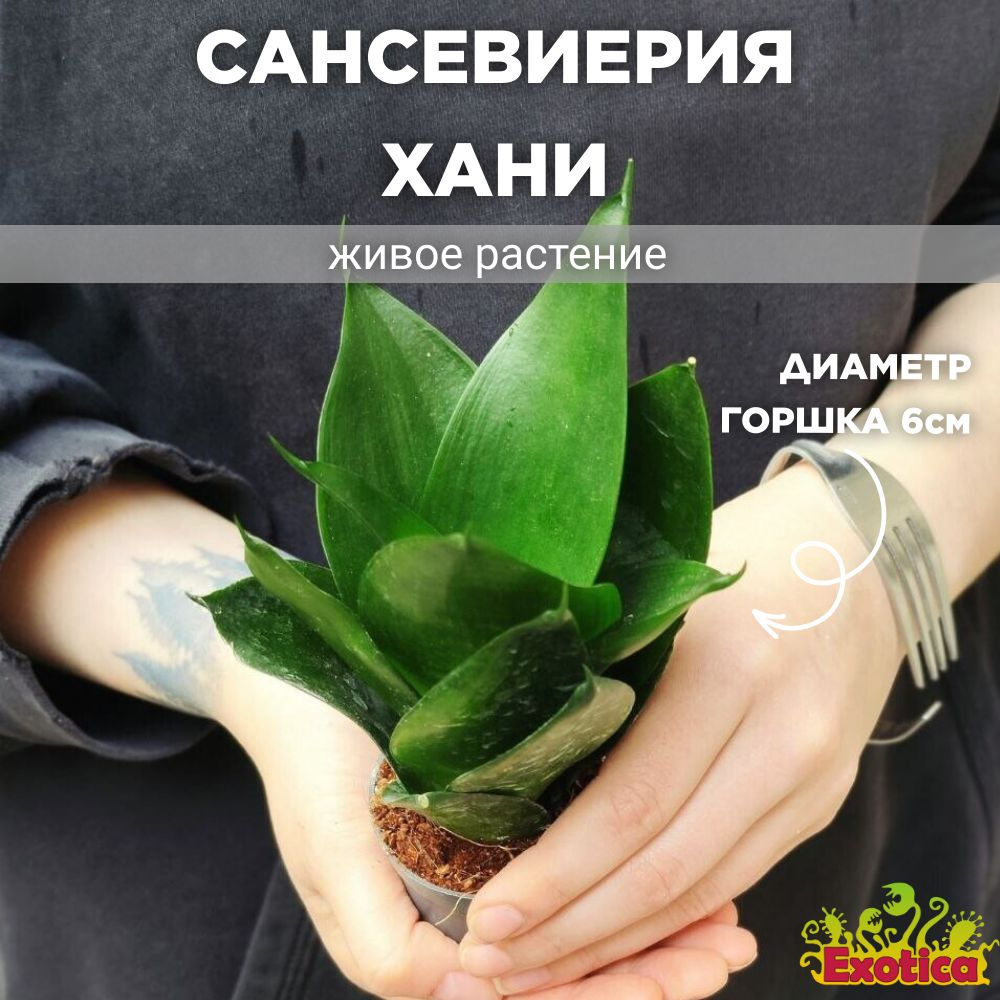 Сансевиерия Exotica Sansevieria Hahnii Black, 6 дм, 01697 шт - купить по  выгодной цене в интернет-магазине OZON (1243361336)