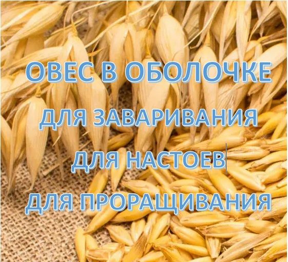 Овес для заваривания и настоя, овес для проращивания 5 кг - купить с ...