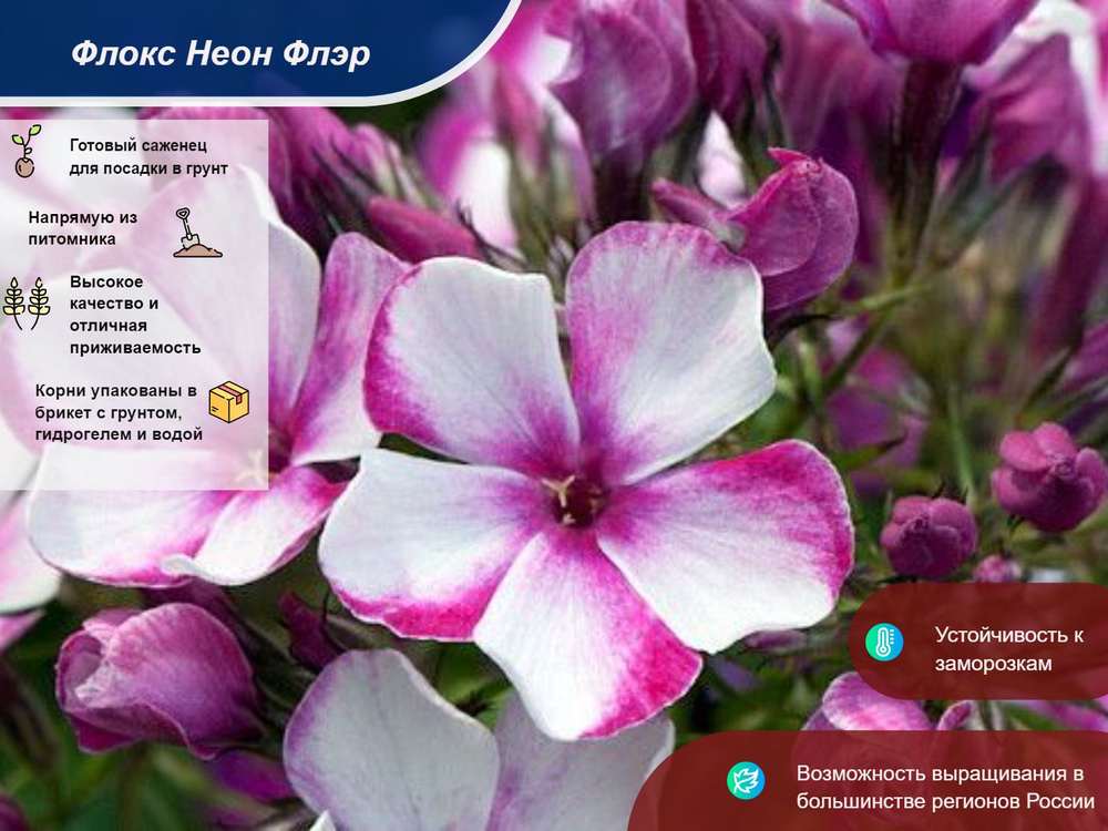 Флокс Неон Флэр - купить с доставкой по выгодным ценам в интернет ...
