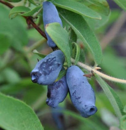 Жимолость съедобная 'Фиалка' (среднепоздний синий) - купить с доставкой ...