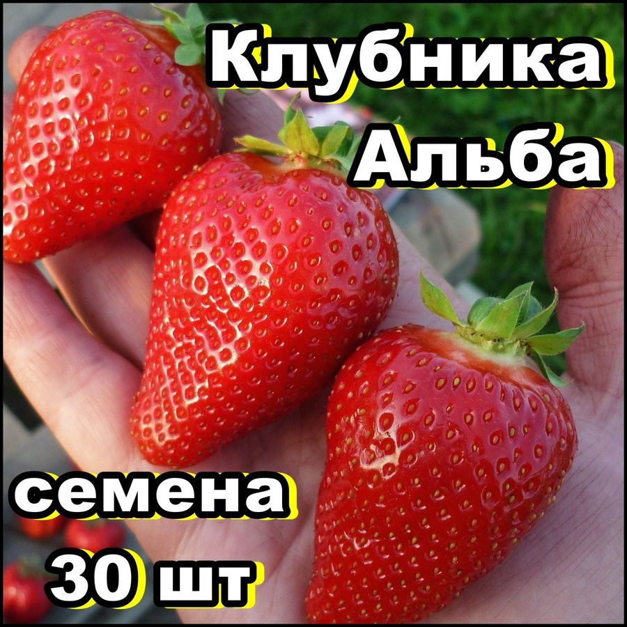 Клубника настенька. Золотая клубника.