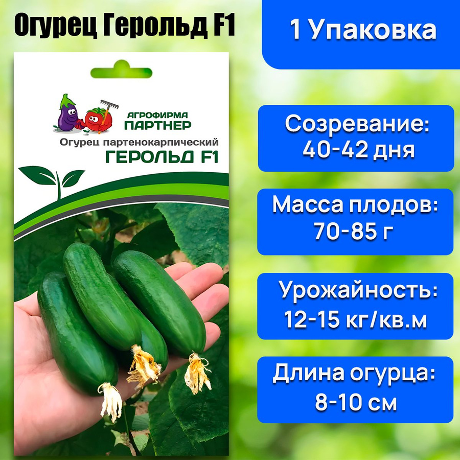 Огурцы герольд описание отзывы. Огурцы герольд описание отзывы. Огурцы герольд описание сорта. Партнер огурец герольд f1. Сорт огурцов родничок.