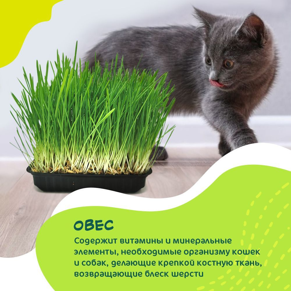 Травка для кошек в лотке, 120 гр., овес - купить с доставкой по ...