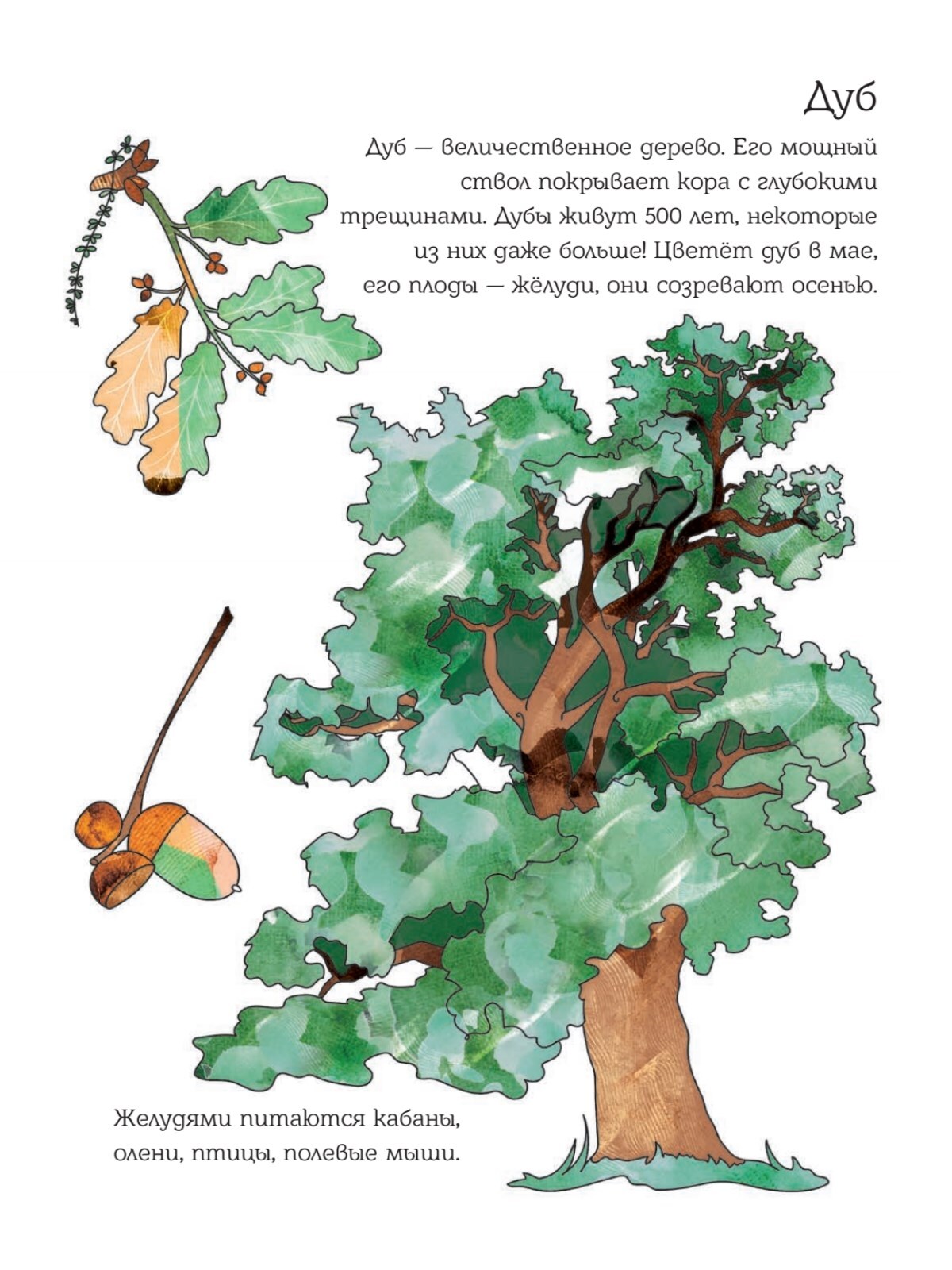 Мой первый гербарий. Цветы и листья | Reference Book - Ozon image 4