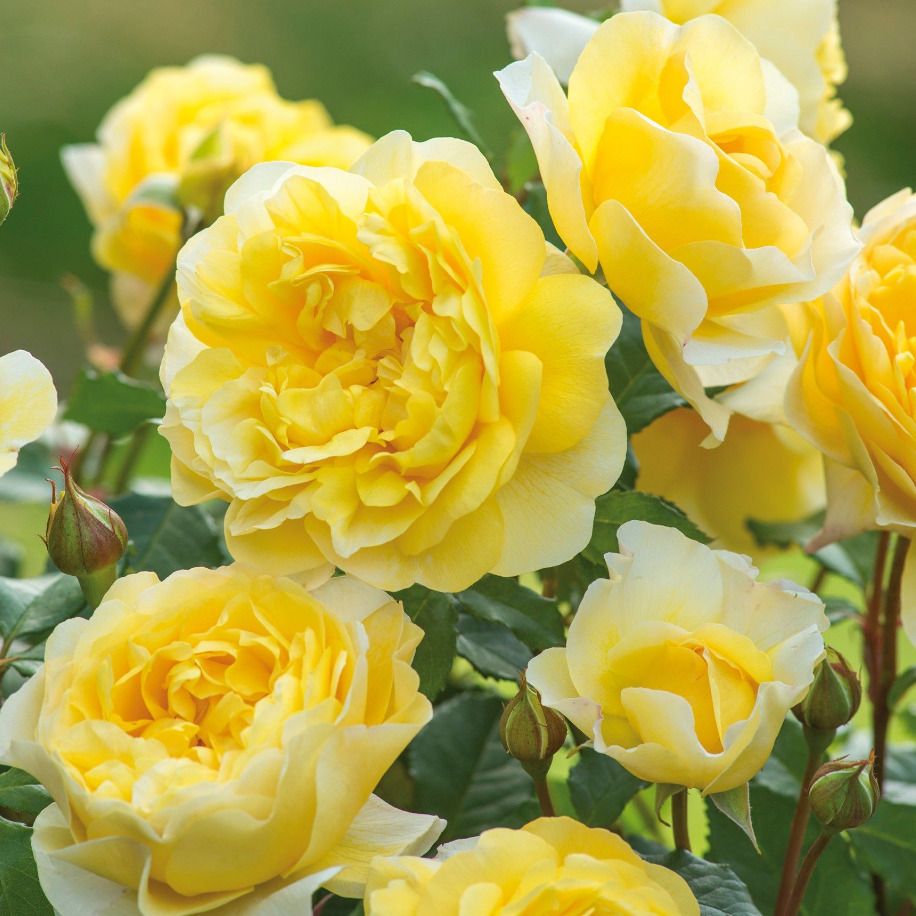 Қыздың уретральды мастурбациясы эротика Ретро порно порно жүктеу