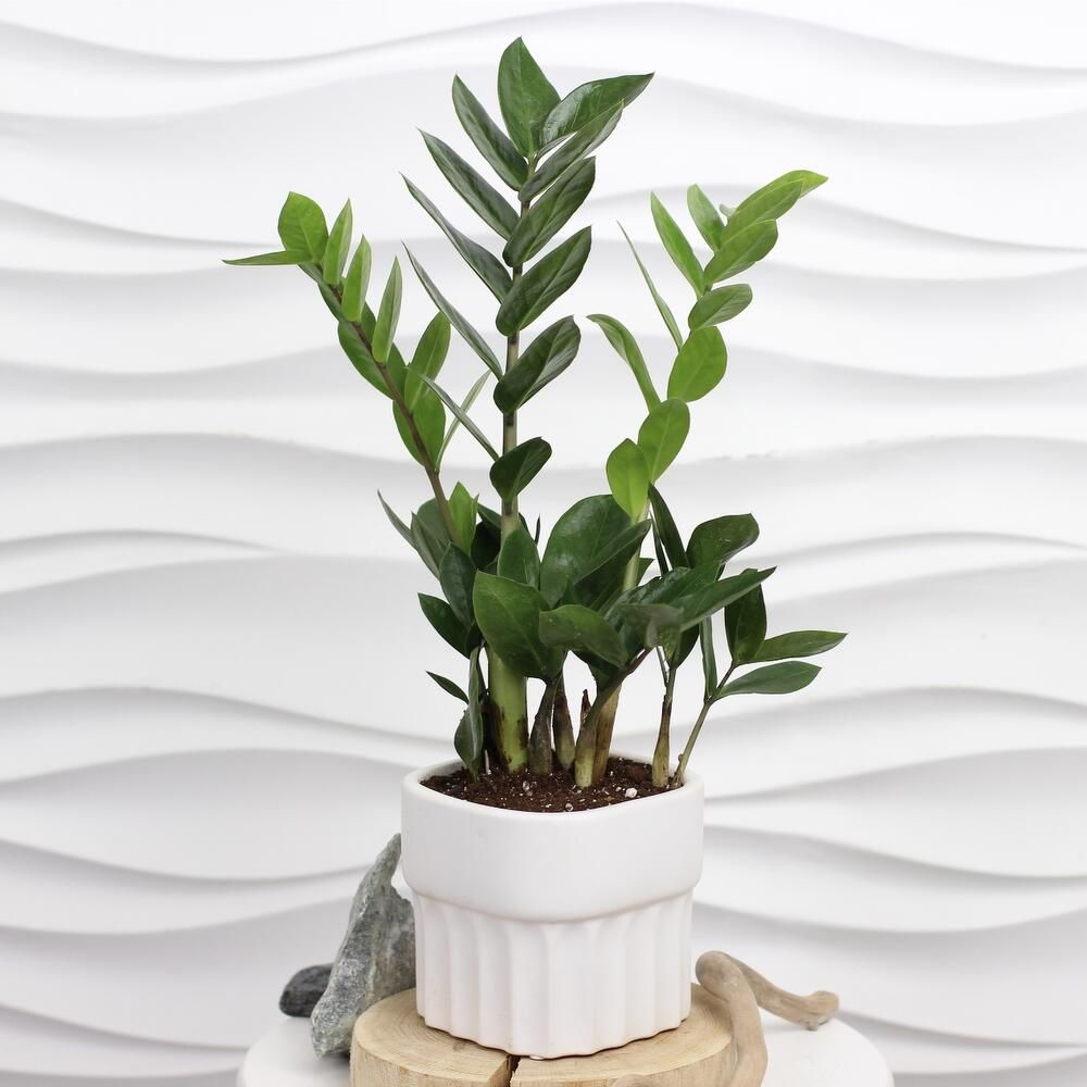 Zamioculcas Lucky Classic