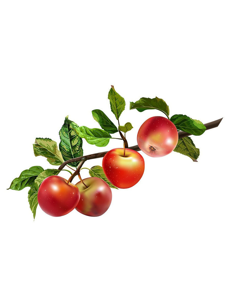 Ветка с яблоками рисунок