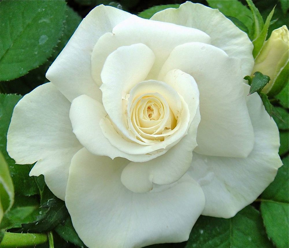 Роза чайно-гибридная (Rosa Avalanche)