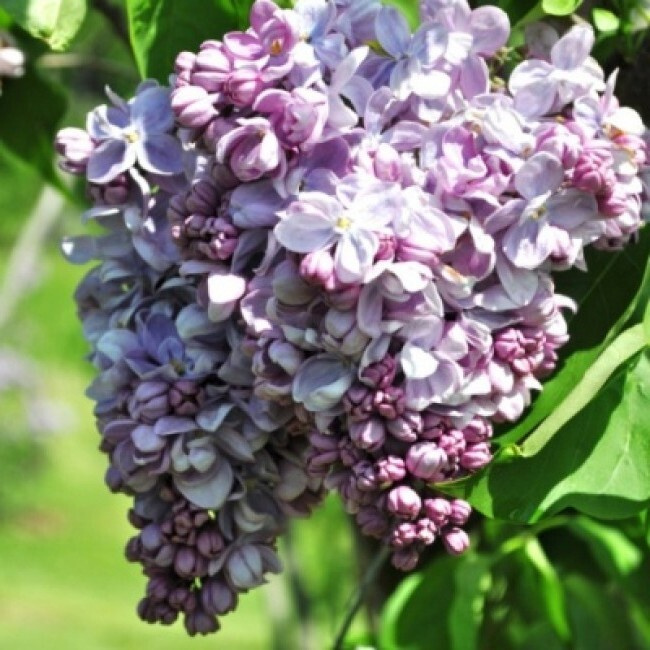 Сирень обыкновенная Маршал Ланн - купить с доставкой по выгодным ценам ...