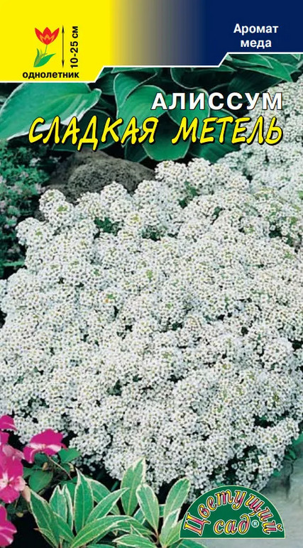 Алиссум с ароматом мёда Сладкая Метель (семена Цветущий сад), 0,1 г  #1