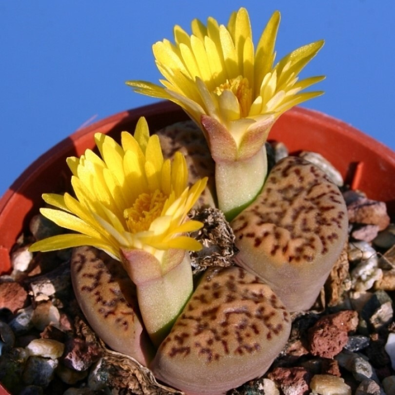 Суккулент Литопс Lithops bromfieldii v. insularis C-043 семена (10 ШТ) #1