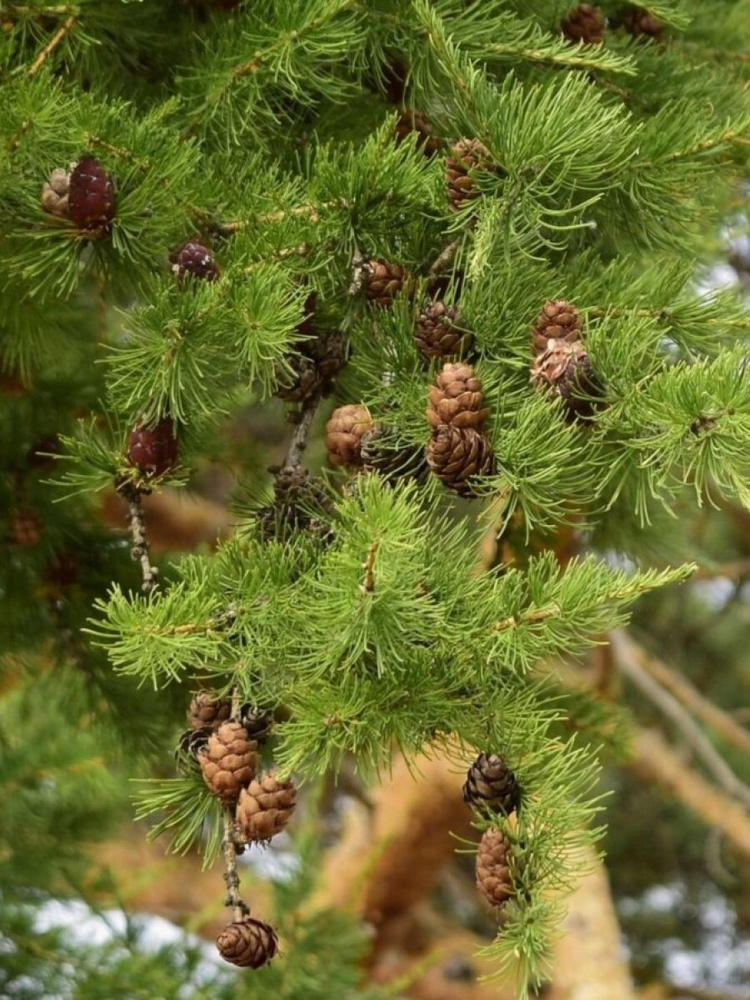 Семена Лиственница сибирская (Larix sibirica), 50 штук #1