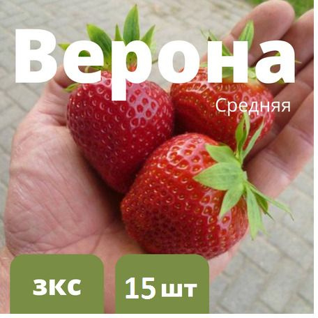 Рассада Клубники среднего срока созревания "Верона", 15 штук саженцев  #1