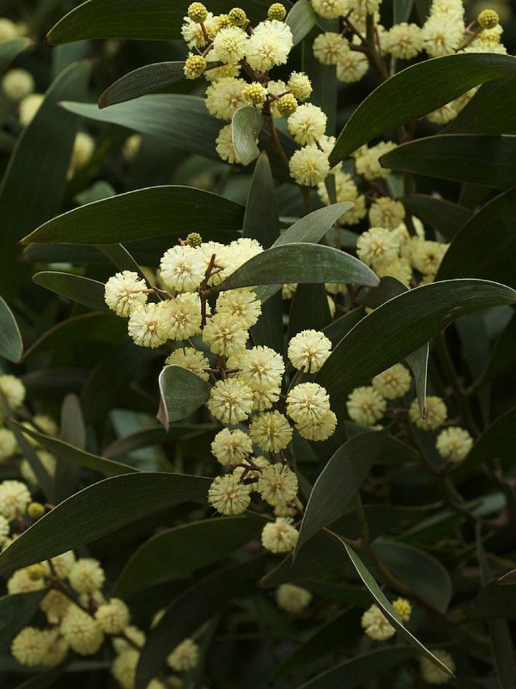 Семена Акация чёрная (Acacia melanoxylon), 10 штук #1