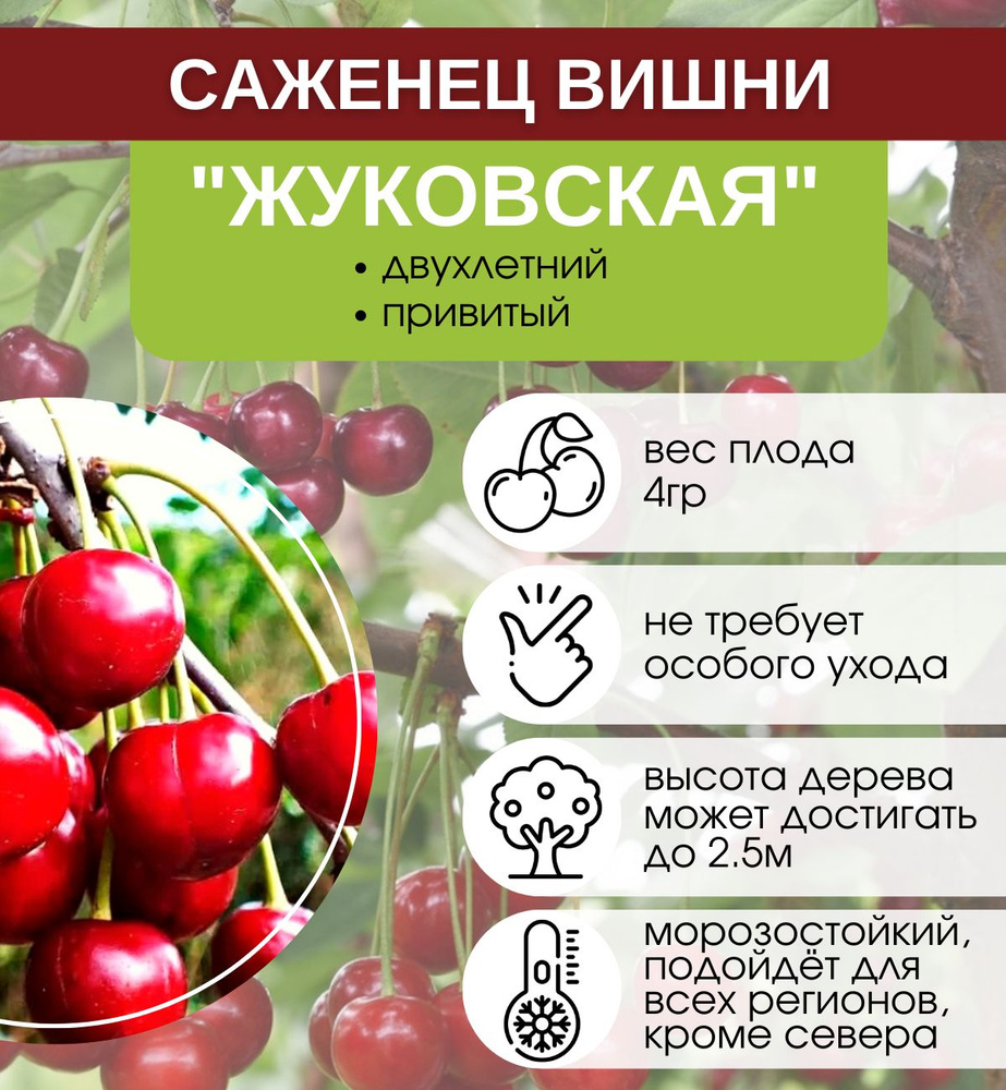 Вишня жуковская дерево. Вишня жуковская, prunus "zhukovskaya". Вишня жуковская опылители. Морозостойкость вишни жуковская. Морозостойкость вишни жуковская.