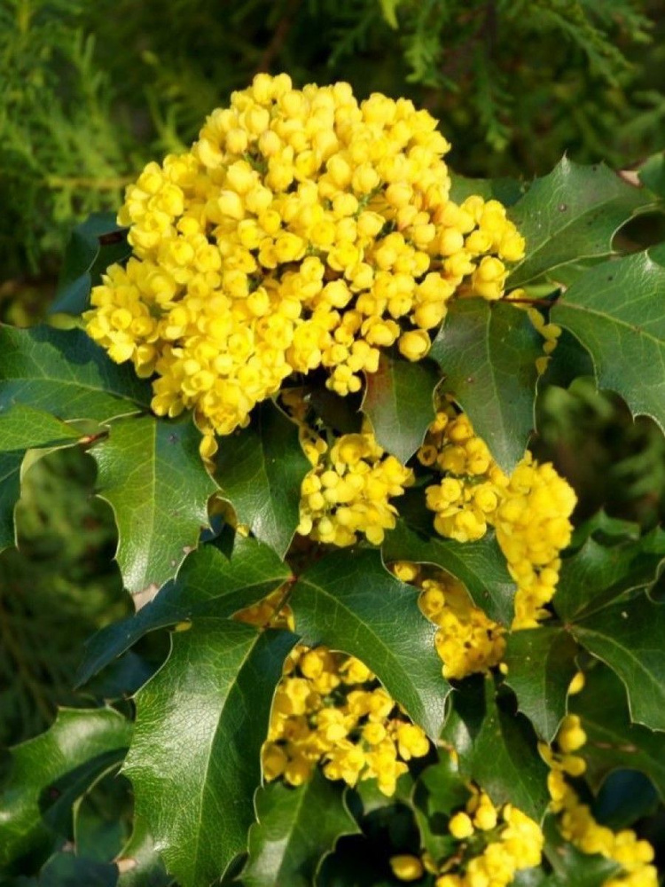 Семена Магония падуболистная (Mahonia aquifolium), 15 штук #1