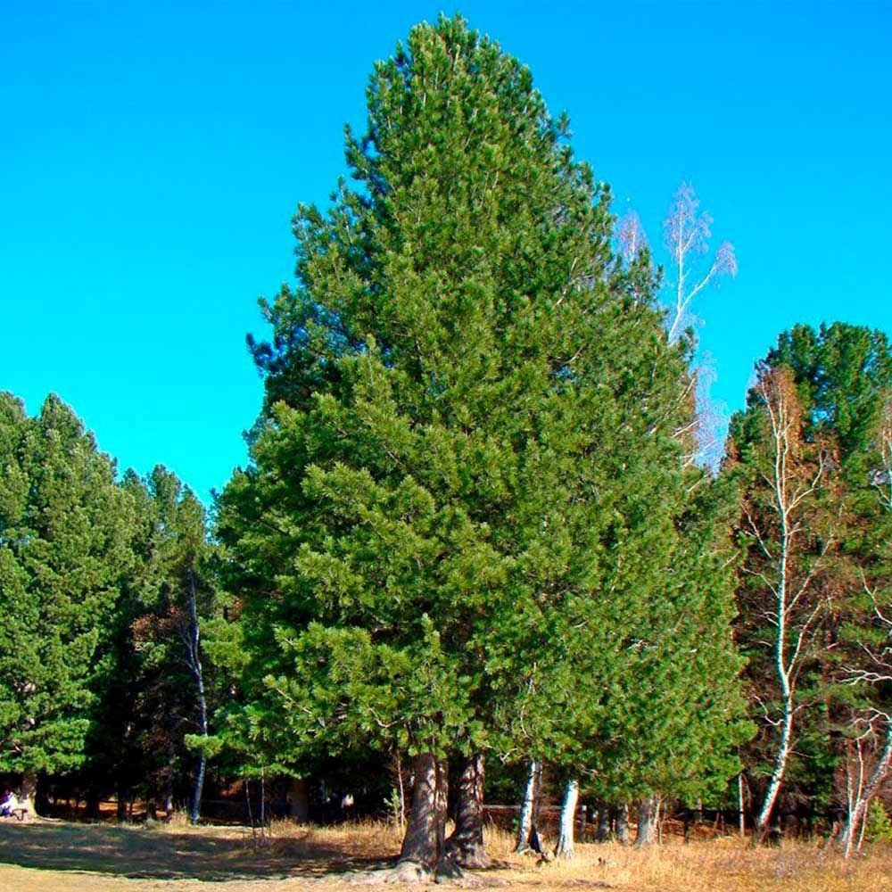 * Сибирский кедр (Кедровая сосна) (Pinus sibirica)