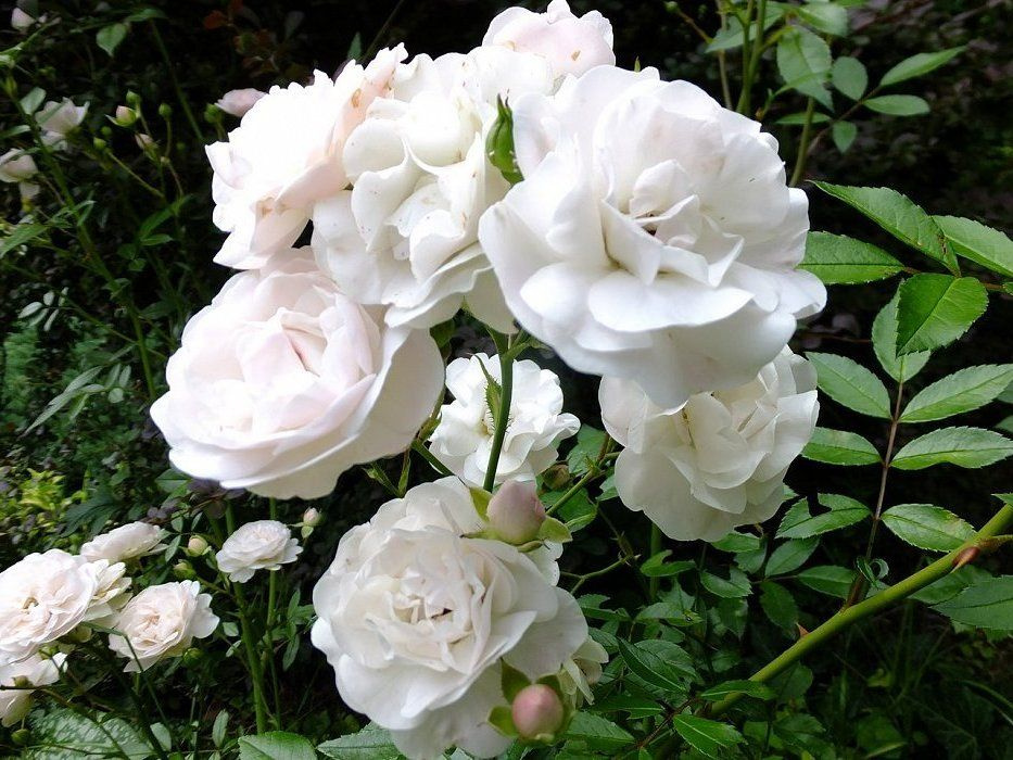 Сиа фом роза почвопокровная фото и описание