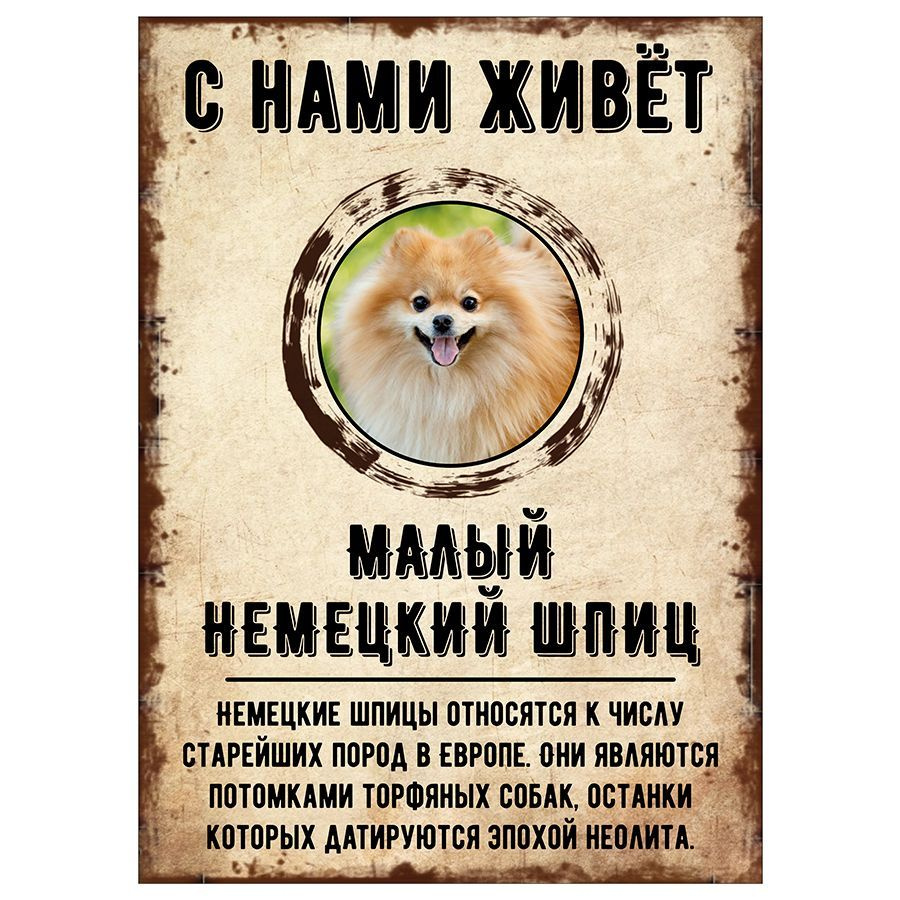 Табличка, декоративная, DANGER DOG, С нами живет Малый немецкий шпиц, 18см х 25см  #1