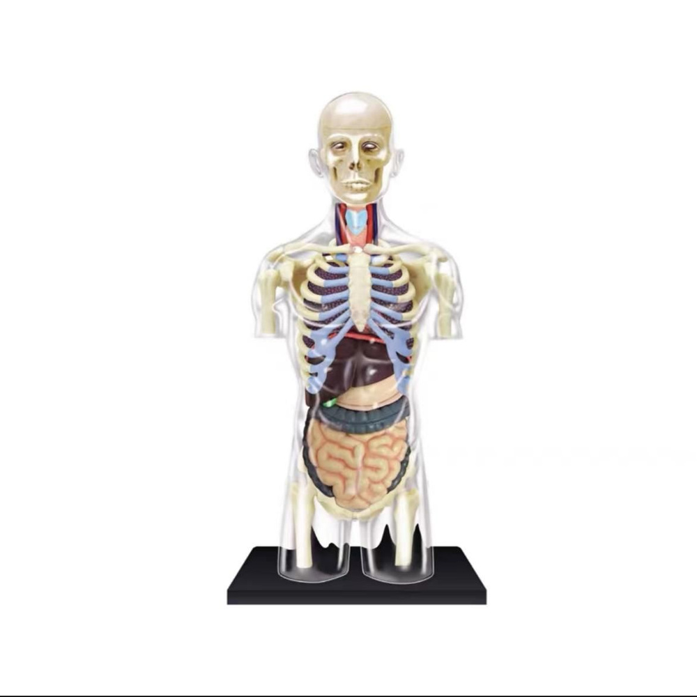 Анатомическая модель человеческих органов/обучающие развивающие игрушки ...