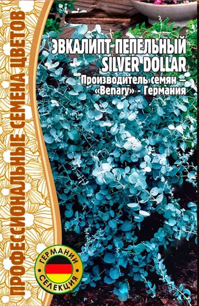 Эвкалипт пепельный Silver Dollar, 1 пакет, семена 5 шт, вечнозеленый кустарник, ЧК  #1