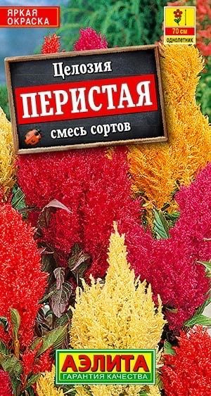 ЦЕЛОЗИЯ ПЕРИСТАЯ. Семена. Вес 0,3 гр. Высокорослый летник с разветвленным кустом высотой около 70 см. #1