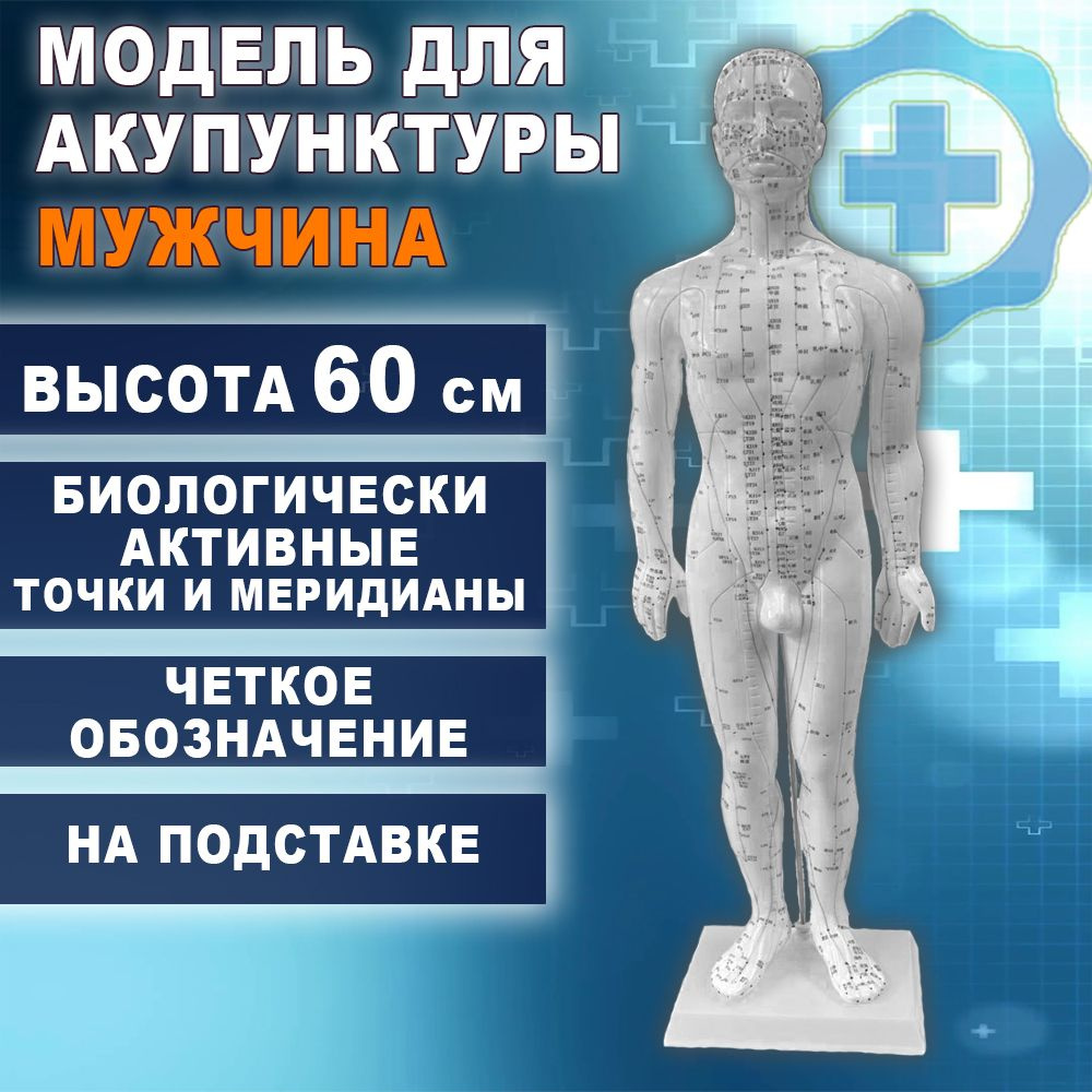 Анатомическая модель #1