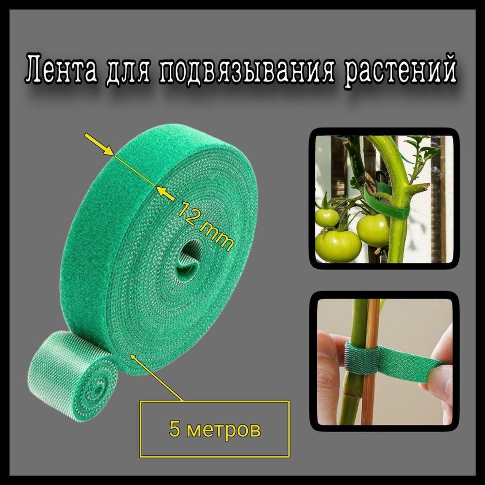 Липучка растопыренная (Lappula squarrosa)