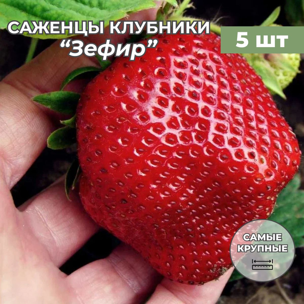 Клубника крупноплодная Зефир, саженцы/корневище клубники 5 шт