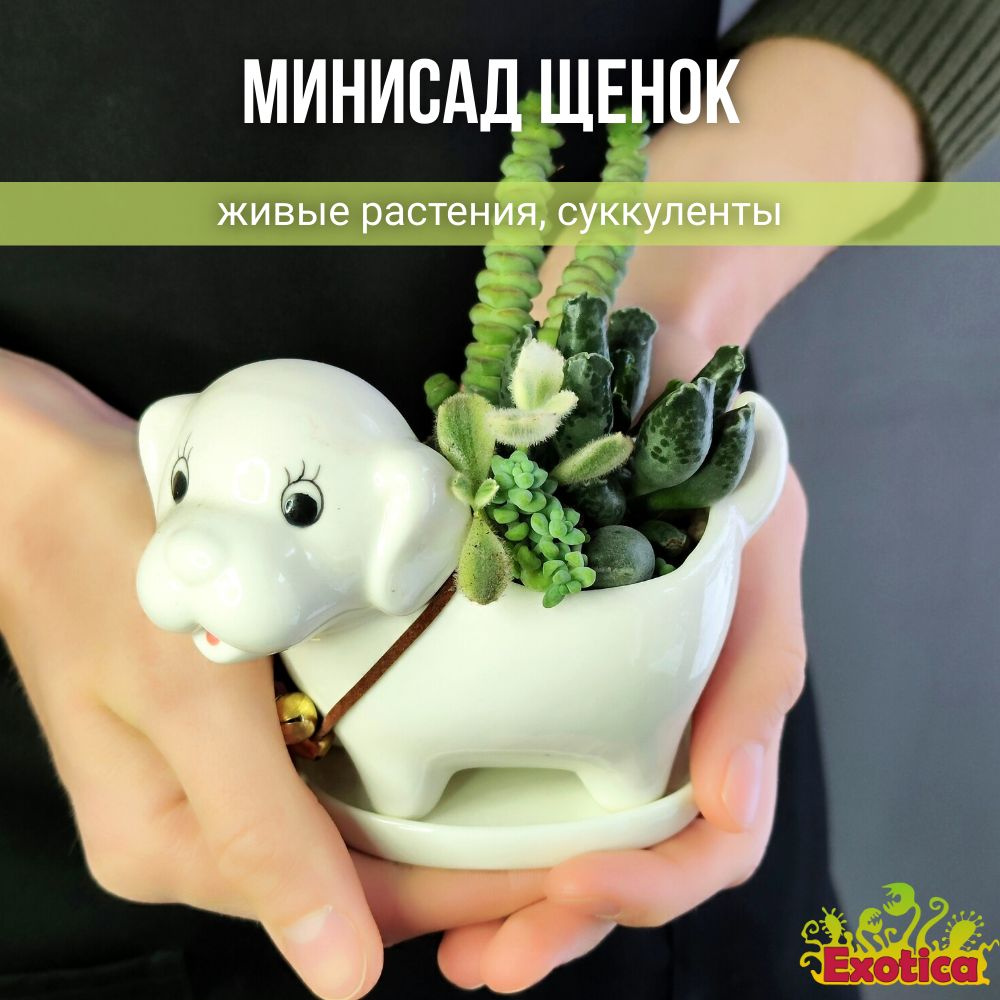 Минисад "Белый щенок" с суккулентами #1