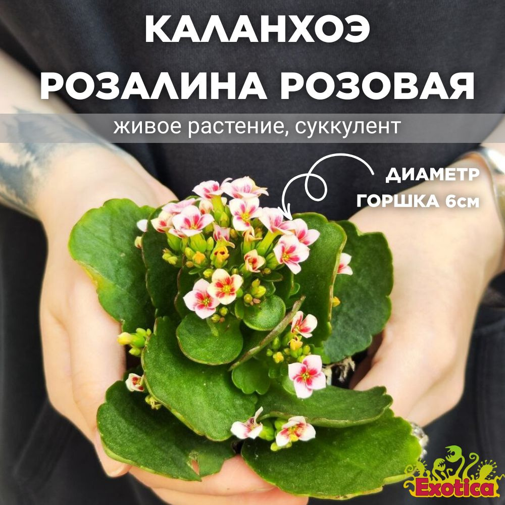 Каланхоэ Розалина Розовая Мэджик (Kalanchoe Rosalina Pink Magic) D6см #1