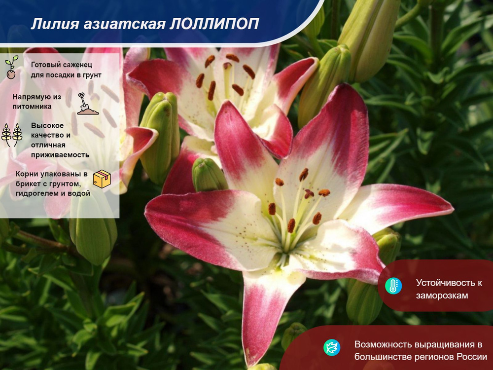 Саженец #1