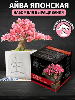 Миниатюрная вишня сакура бонсай — особенности посадки и выращивания причудливого деревца