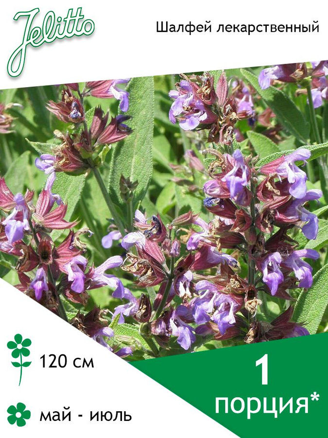 шалфей лекарственный семена. шалфей лекарственный кубанец. шалфей лекарственный кубанец (гавриш) 1/800. шалфей лекарственный (salvia officinalis). шалфей дубравный белый семена.