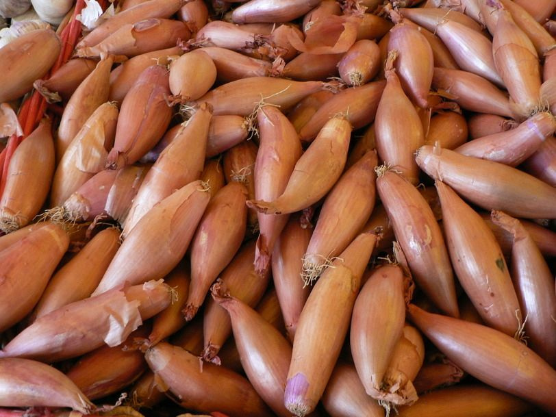 Сорт лука шалот фото Сорт лука шалот фото