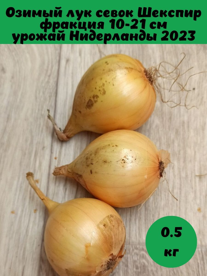 Лук озимый акадо. Лук севок шекспир озимый. лук шекспир описание. лук шекспир описание сорта.