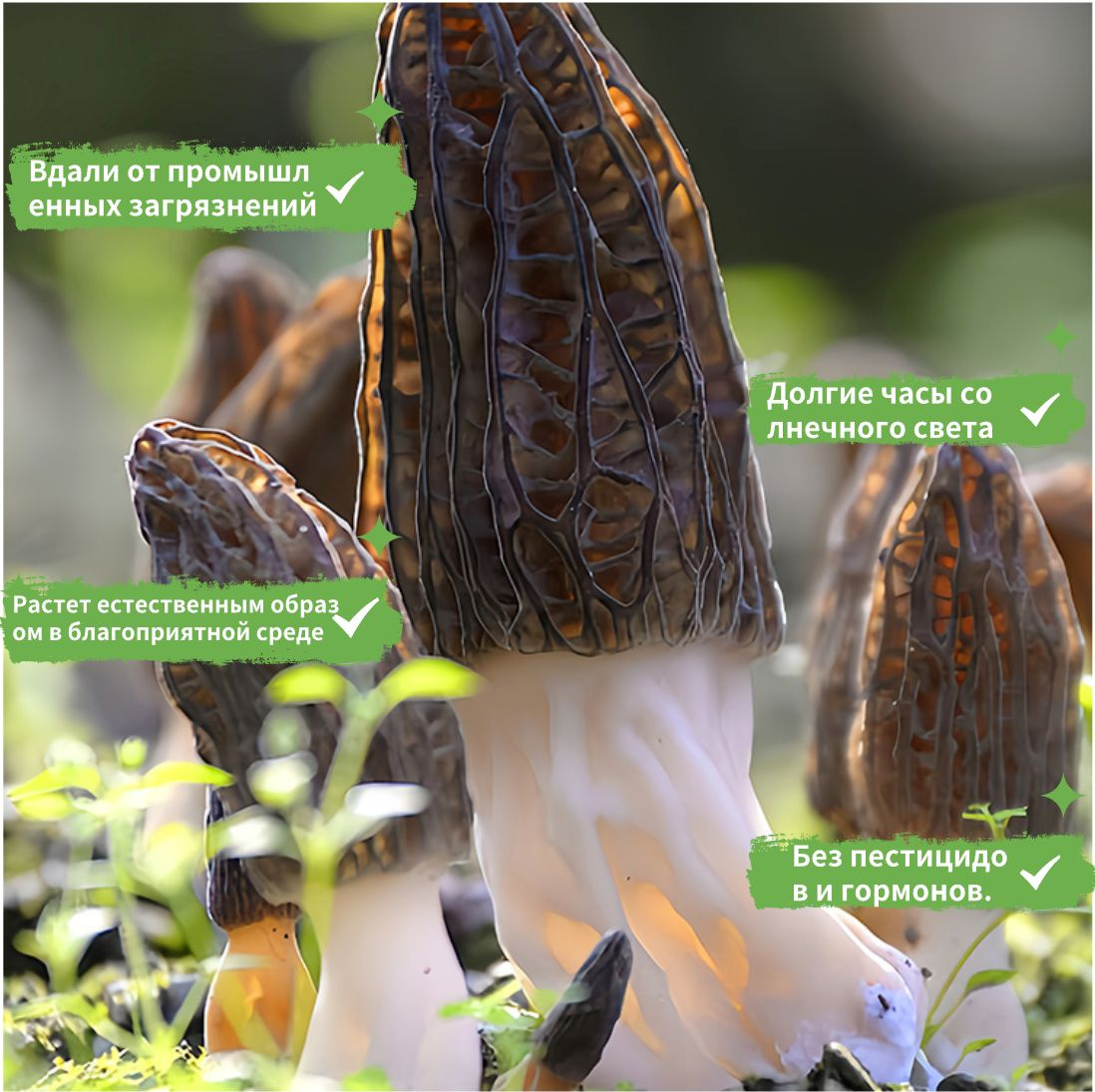 Грибы сушеные Сморчки 50г. 1шт. - купить с доставкой по выгодным ценам ...