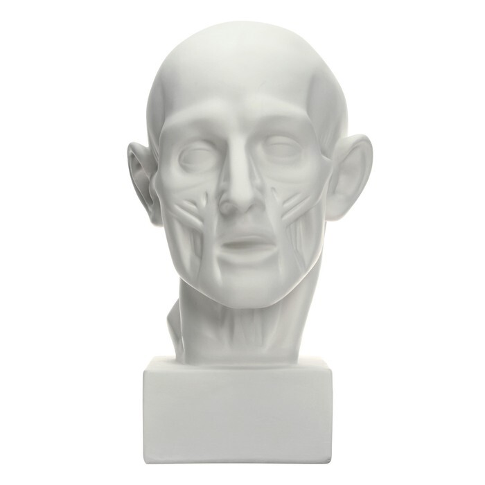 Гипсовая фигура. Экорше головы по Гудону, 22 * 22 * 48 см