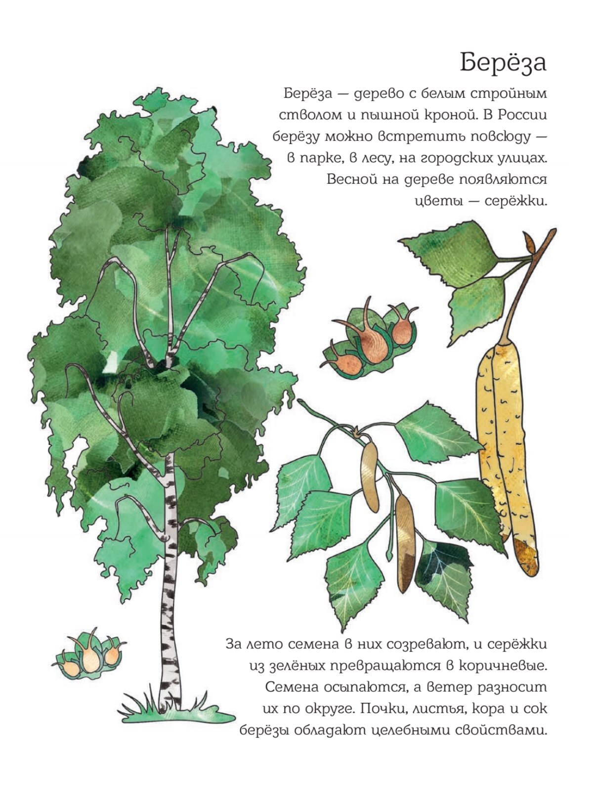 Мой первый гербарий. Цветы и листья | Reference Book - Ozon image 3