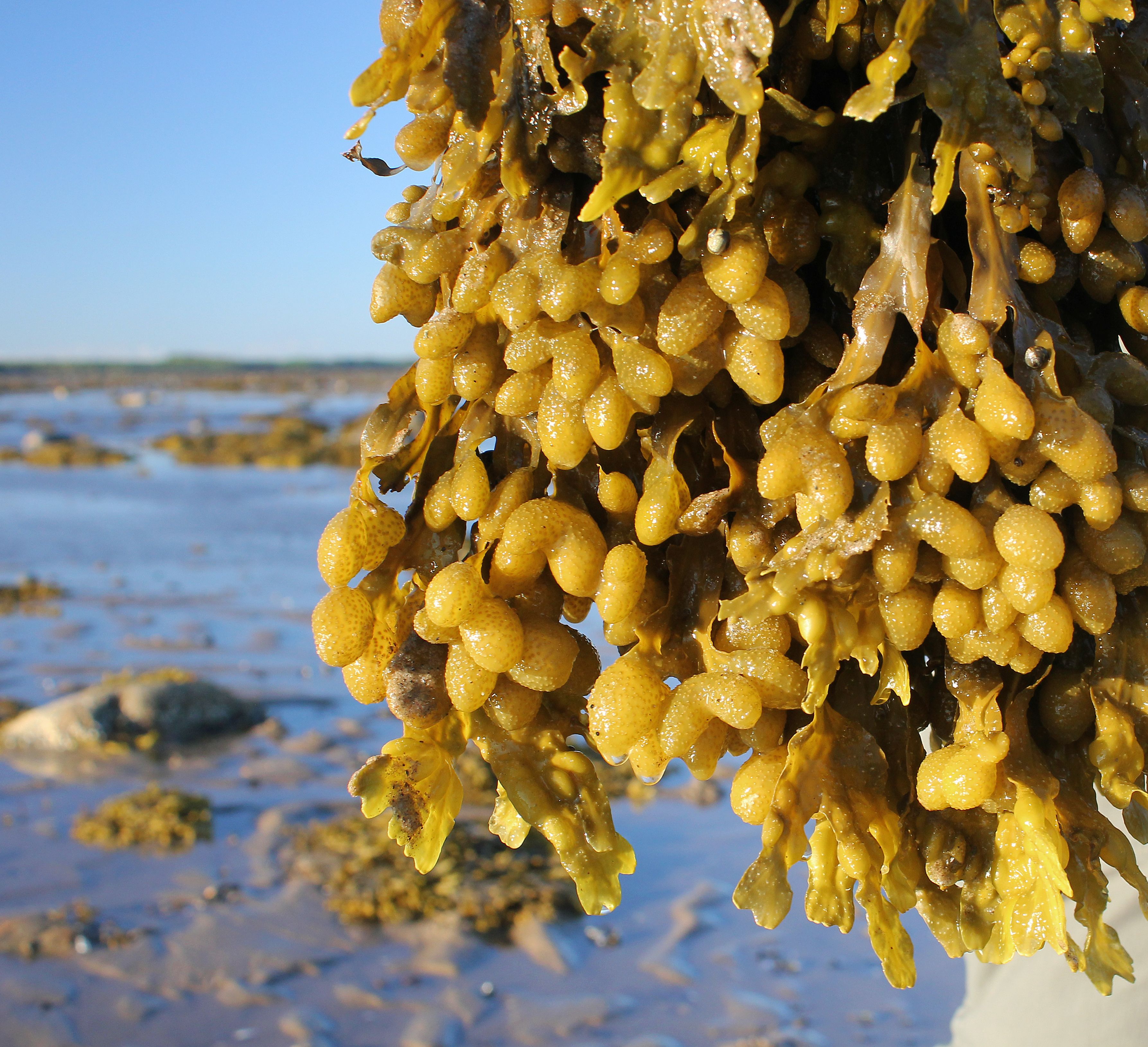 Морской виноград. Фукус морской виноград. Фукус белое море. Водоросли белого моря ламинария. Морской виноград Сахалин.