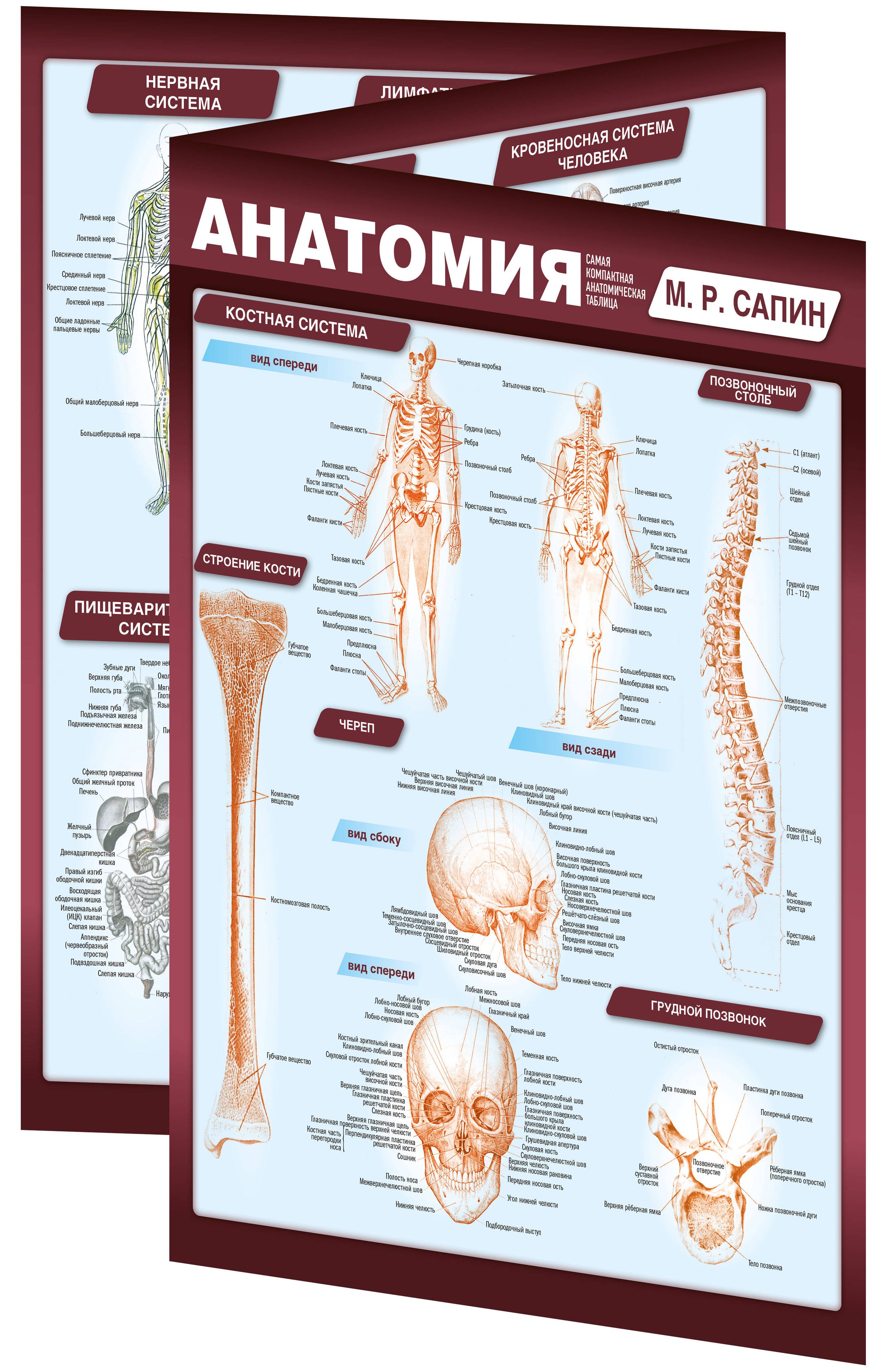 Анатомия. Самая компактная анатомическая таблица | Anatomy: The Most Compact Anatomical Chart - Ozon image 3