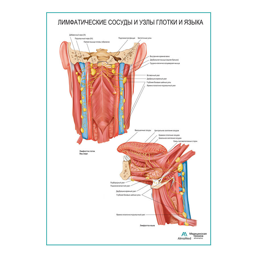 Лимфатические сосуды и узлы глотки и языка (анатомия человека) плакат  глянцевый А1+, плотная фотобумага от 200г/м2 - купить с доставкой по  выгодным ценам в интернет-магазине OZON (262368695)